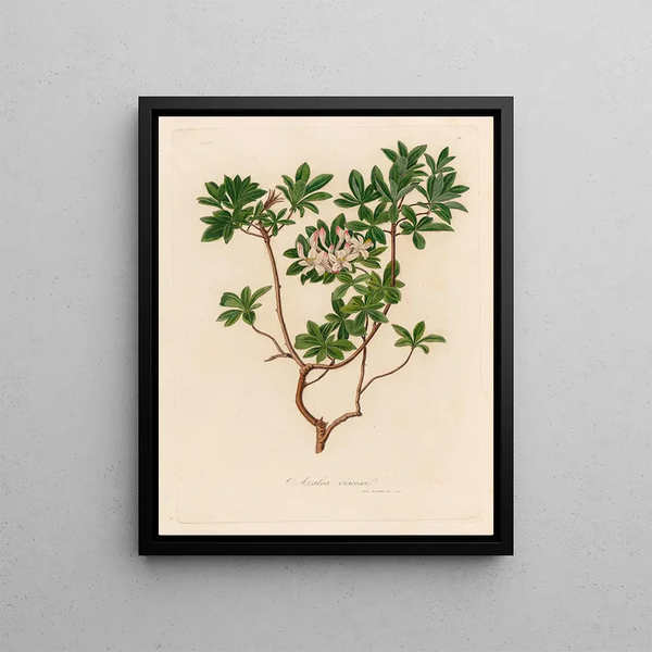 Azalée visqueuse - Gaetano Savi — framed artwork on a wall