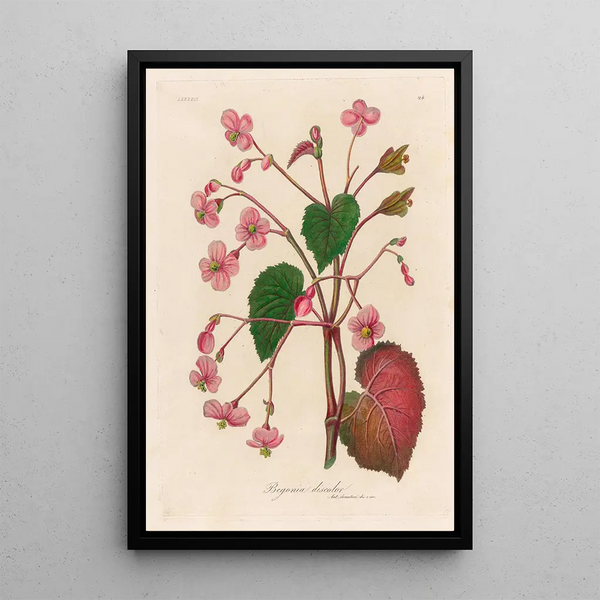 Begonia discolor - Gaetano Savi — framed artwork on a wall