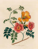 Bignonia grandiflora - Gaetano Savi — artwork view