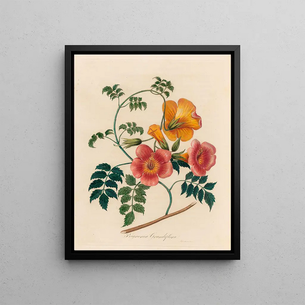 Bignonia grandiflora - Gaetano Savi — framed artwork on a wall