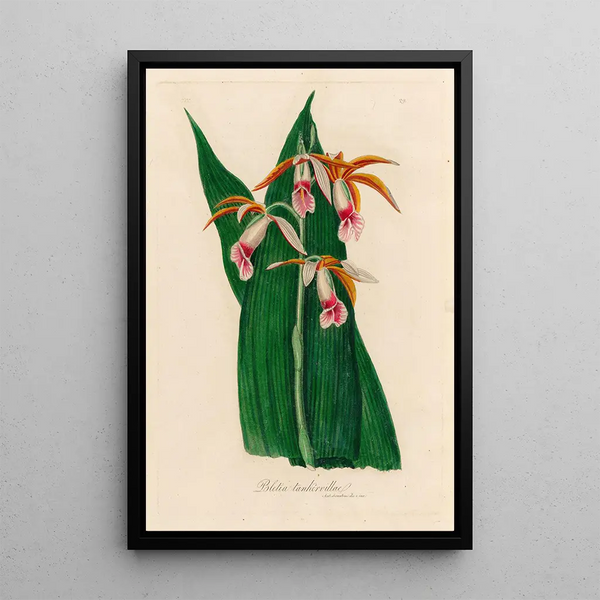 Bletia tankervillae - Gaetano Savi — framed artwork on a wall