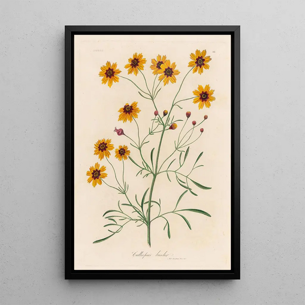 Calliopsis bicolor - Gaetano Savi — framed artwork on a wall