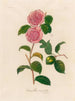 Crowned Camellia - Gaetano Savi — artwork view