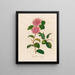 Crowned Camellia - Gaetano Savi — framed artwork on a wall