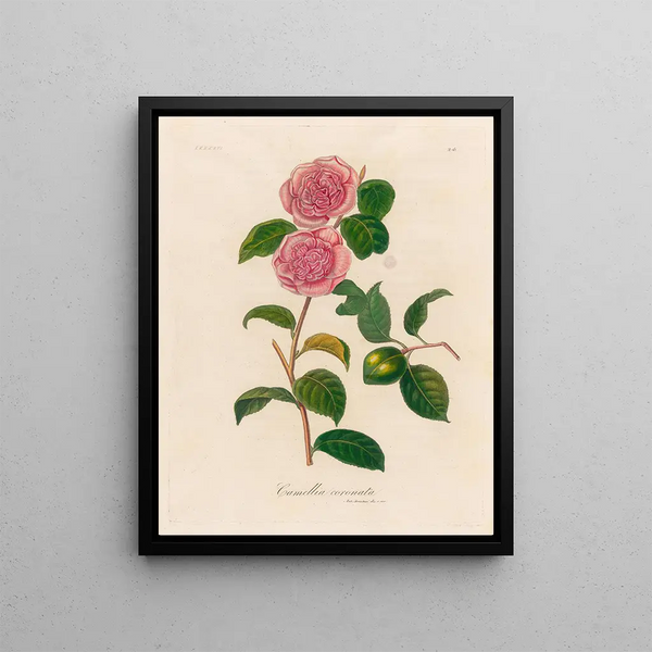 Crowned Camellia - Gaetano Savi — framed artwork on a wall