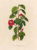 Camellia japonica - Gaetano Savi — artwork view