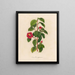 Camellia japonica - Gaetano Savi — framed artwork on a wall