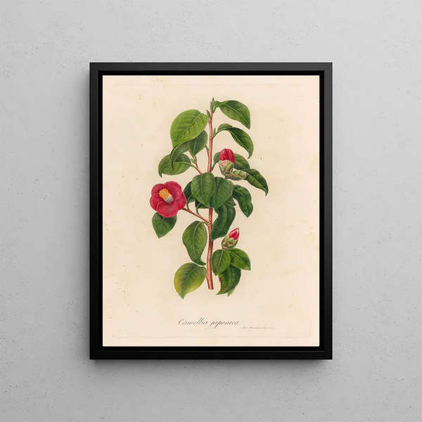 Camellia japonica - Gaetano Savi — framed artwork on a wall