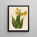 Cane Flasque - Gaetano Savi — framed artwork on a wall