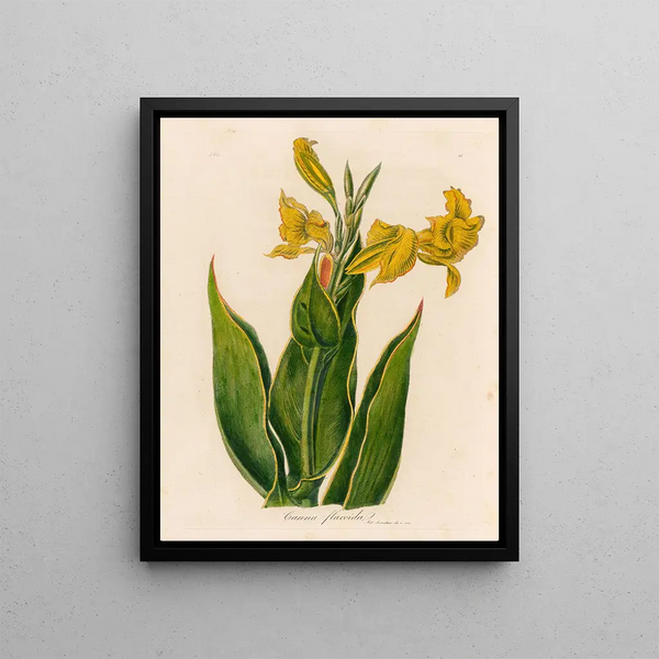 Cane Flasque - Gaetano Savi — framed artwork on a wall