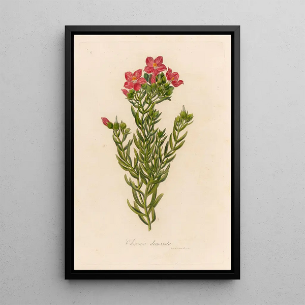 Chironia decussata - Gaetano Savi — framed artwork on a wall