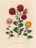 Chrysanthemum indicum - Gaetano Savi — artwork view