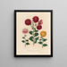 Chrysanthemum indicum - Gaetano Savi — framed artwork on a wall