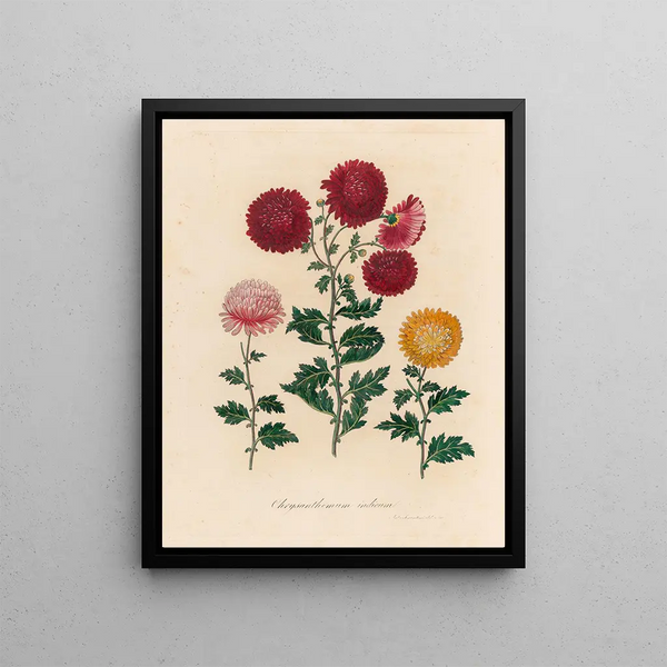 Chrysanthemum indicum - Gaetano Savi — framed artwork on a wall