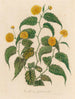 Corchorus japonica - Gaetano Savi — artwork view