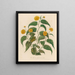 Corchorus japonica - Gaetano Savi — framed artwork on a wall