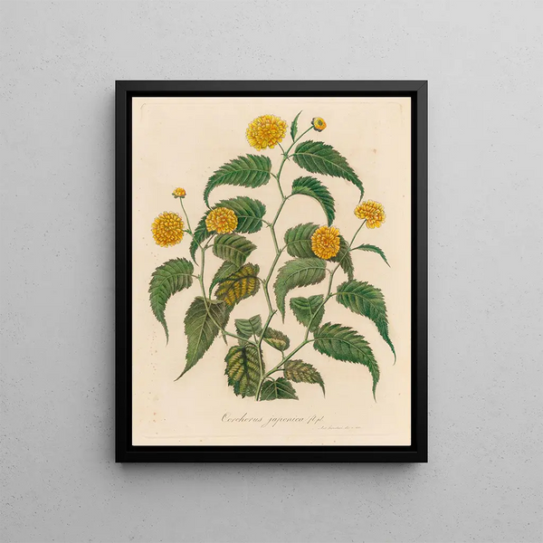 Corchorus japonica - Gaetano Savi — framed artwork on a wall