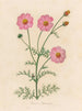 Cosmos bipinnatus - Gaetano Savi — artwork view