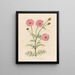 Cosmos bipinnatus - Gaetano Savi — framed artwork on a wall