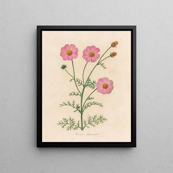 Cosmos bipinnatus - Gaetano Savi — framed artwork on a wall
