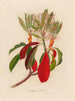 Crataegus glabra - Gaetano Savi — artwork view