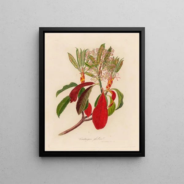 Crataegus glabra - Gaetano Savi — framed artwork on a wall
