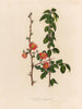 Japanese Quince Painting - Gaetano Savi — artwork view