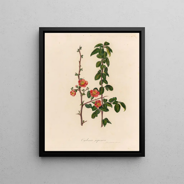 Japanese Quince Painting - Gaetano Savi — framed artwork on a wall