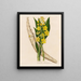 Cyrtopodium glutiniferum - Gaetano Savi — framed artwork on a wall