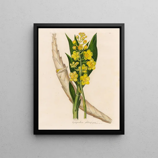 Cyrtopodium glutiniferum - Gaetano Savi — framed artwork on a wall