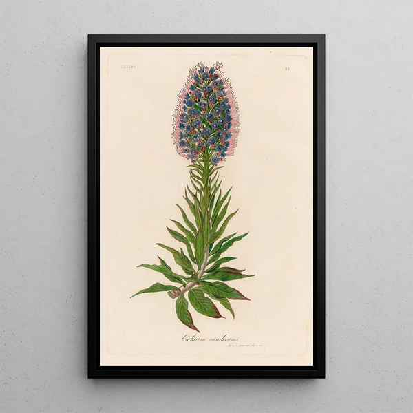 Echium candicans - Gaetano Savi — framed artwork on a wall