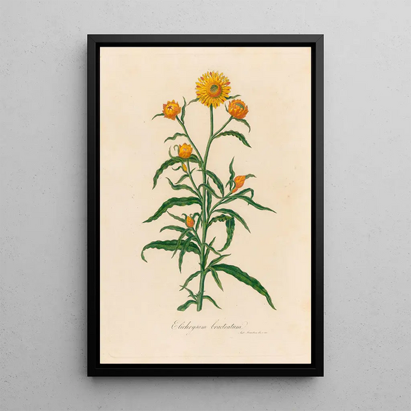 Elichrysum bracteatum - Gaetano Savi — framed artwork on a wall