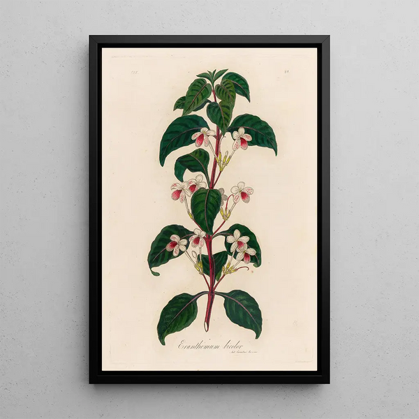 Eranthemum bicolor - Gaetano Savi — framed artwork on a wall