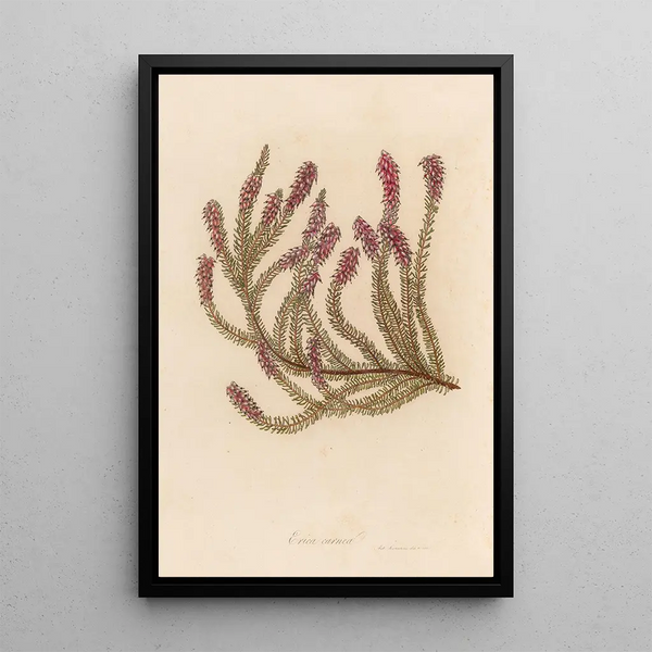 Erica carnea - Gaetano Savi — framed artwork on a wall