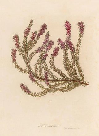 Gaetano Savi - Erica carnea.webp