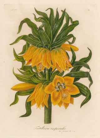 Gaetano Savi - Fritillaria imperialis.webp