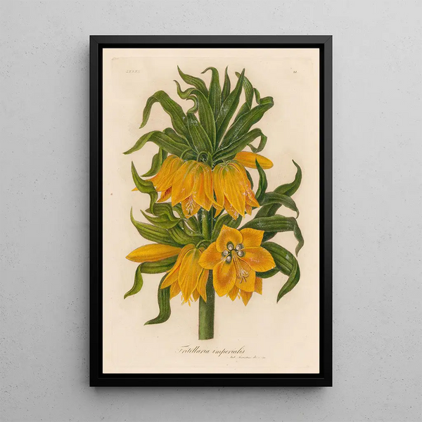 Fritillaria imperialis - Gaetano Savi — framed artwork on a wall