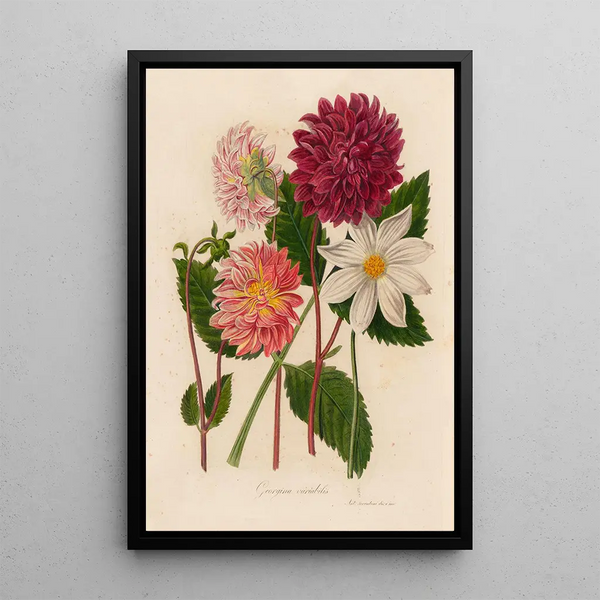 Georgina variabilis - Gaetano Savi — framed artwork on a wall
