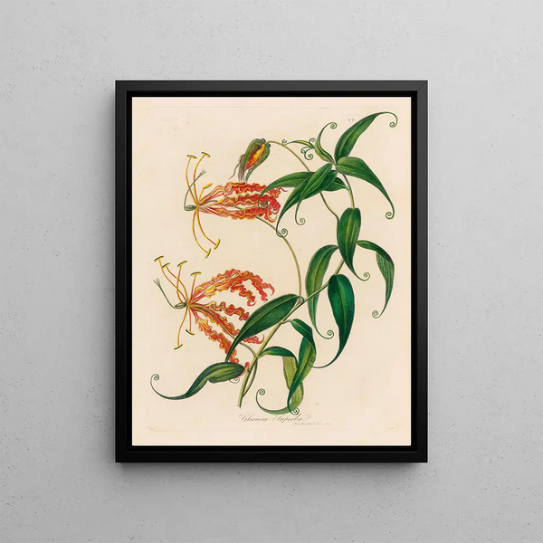 Glorious Pride - Gaetano Savi — framed artwork on a wall
