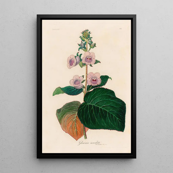 Gloxinia maculata - Gaetano Savi — framed artwork on a wall