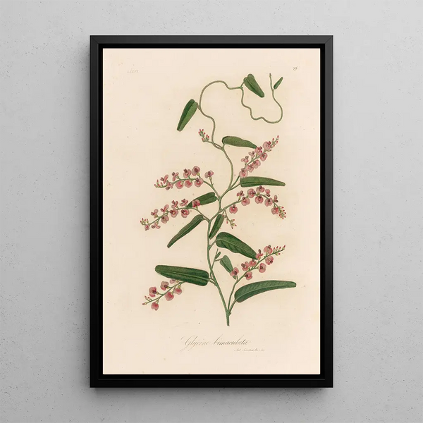 Glycine bimaculata - Gaetano Savi — framed artwork on a wall