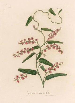 Gaetano Savi - Glycine bimaculata.webp