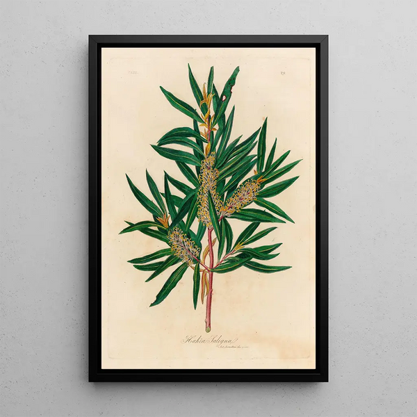 Hakea saligna - Gaetano Savi — framed artwork on a wall