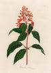 Hamelia patens - Gaetano Savi — artwork view