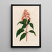 Hamelia patens - Gaetano Savi — framed artwork on a wall