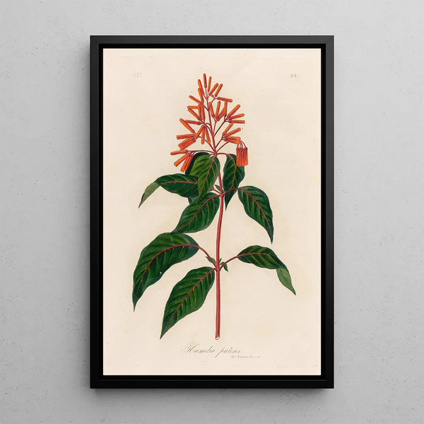 Hamelia patens - Gaetano Savi — framed artwork on a wall