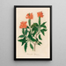Harrachia speciosa - Gaetano Savi — framed artwork on a wall