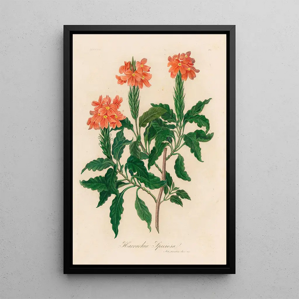 Harrachia speciosa - Gaetano Savi — framed artwork on a wall