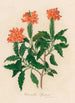 Harrachia speciosa - Gaetano Savi — artwork view