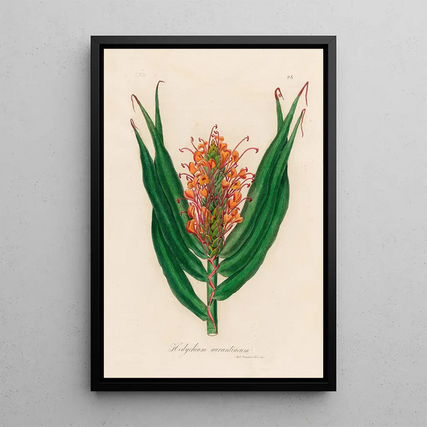 Hedychium aurantiacum - Gaetano Savi — framed artwork on a wall